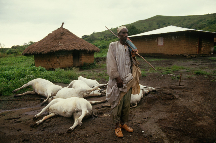 Man with His Dead Cattle After Volcanic Disaster Verendete Rinder